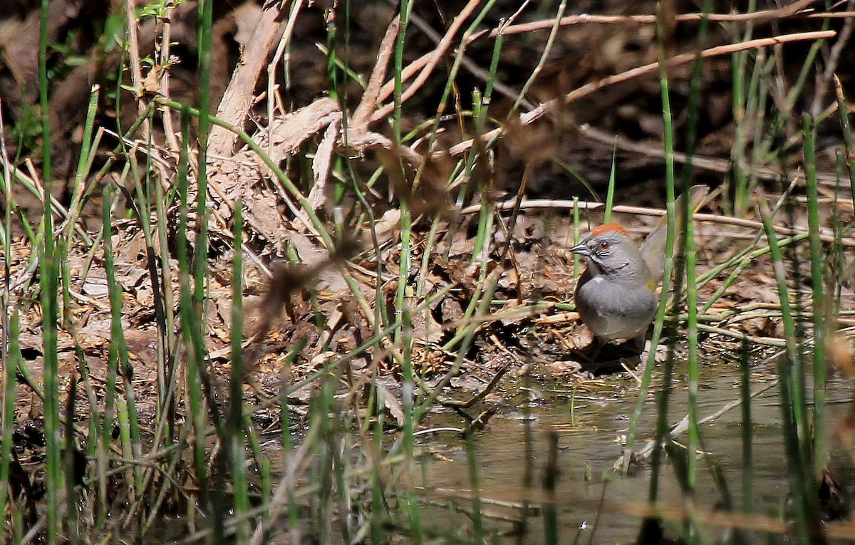 Green-tailed Towhee - ML66635631