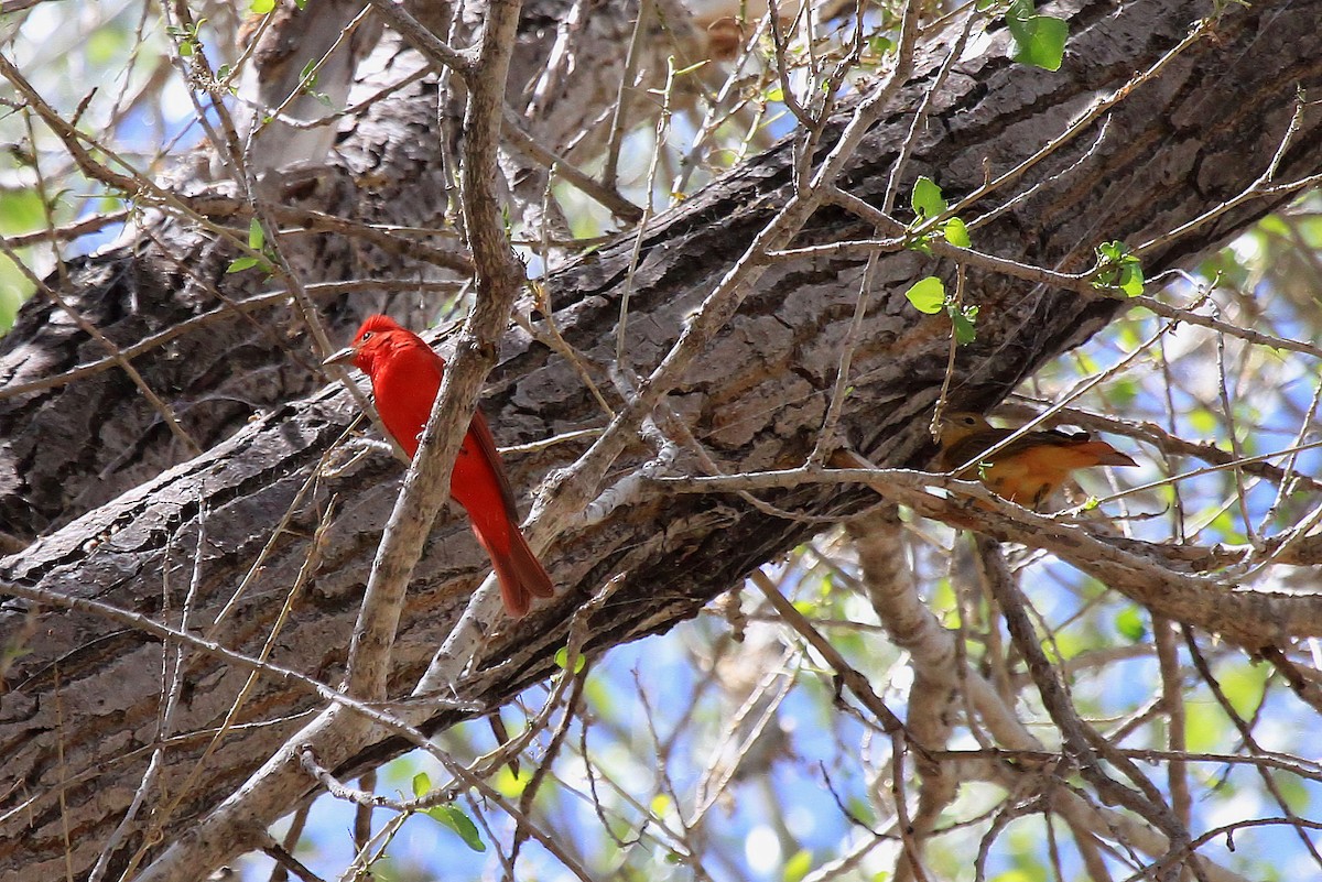 Summer Tanager - ML66635681