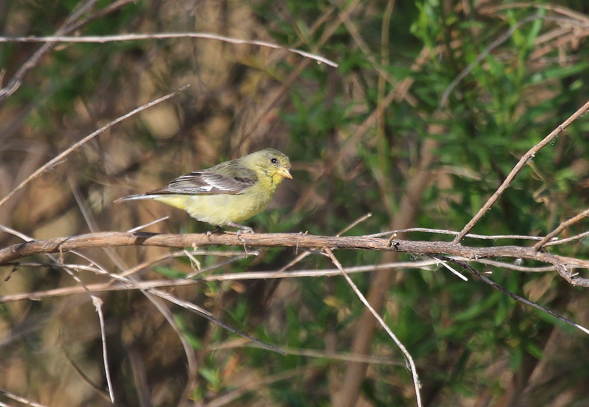 Lesser Goldfinch - ML66635731