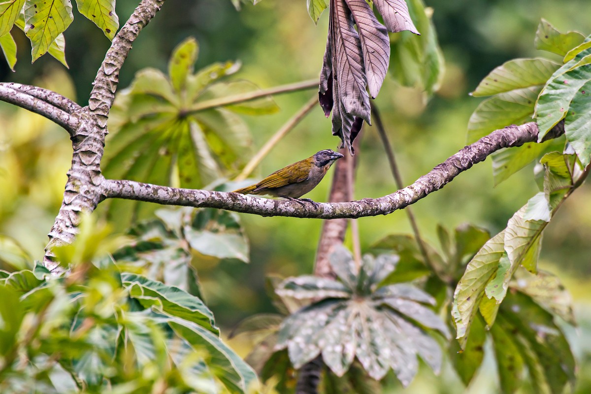 Buff-throated Saltator - ML66635791