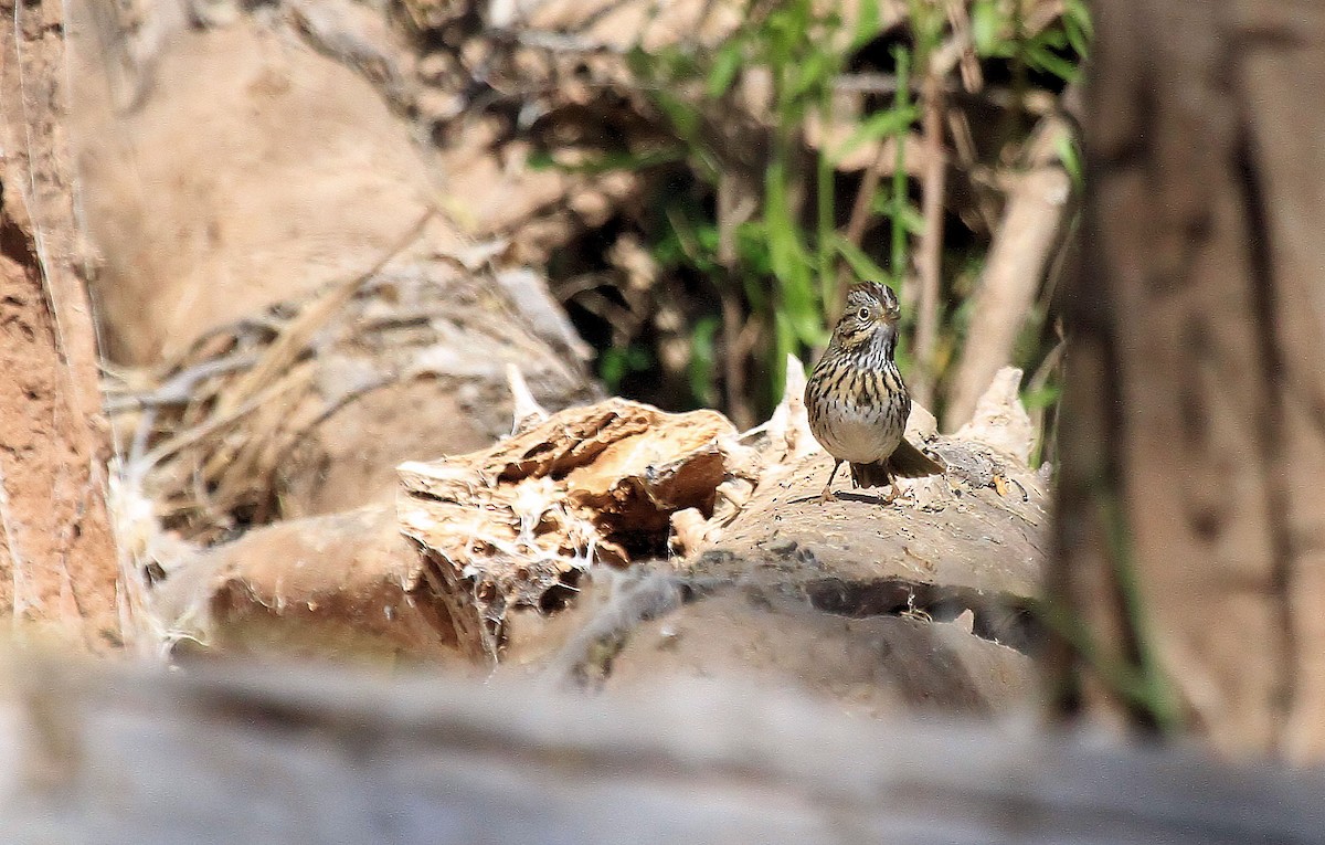 Lincoln's Sparrow - ML66635841