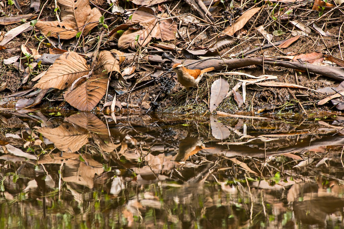 Wing-banded Hornero - ML66635911