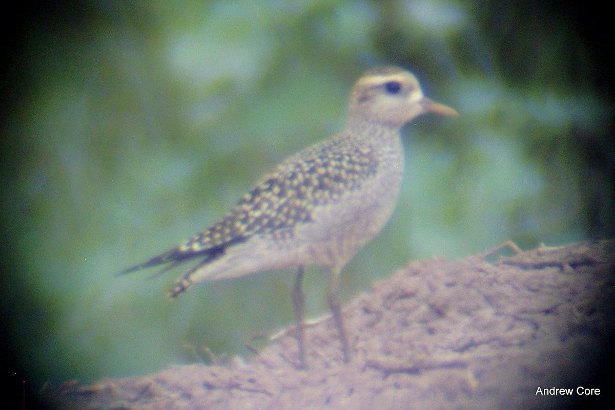 American Golden-Plover - ML66636281