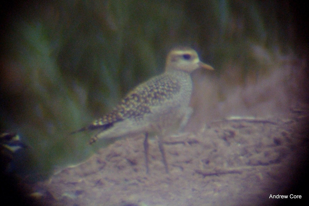 American Golden-Plover - ML66636291