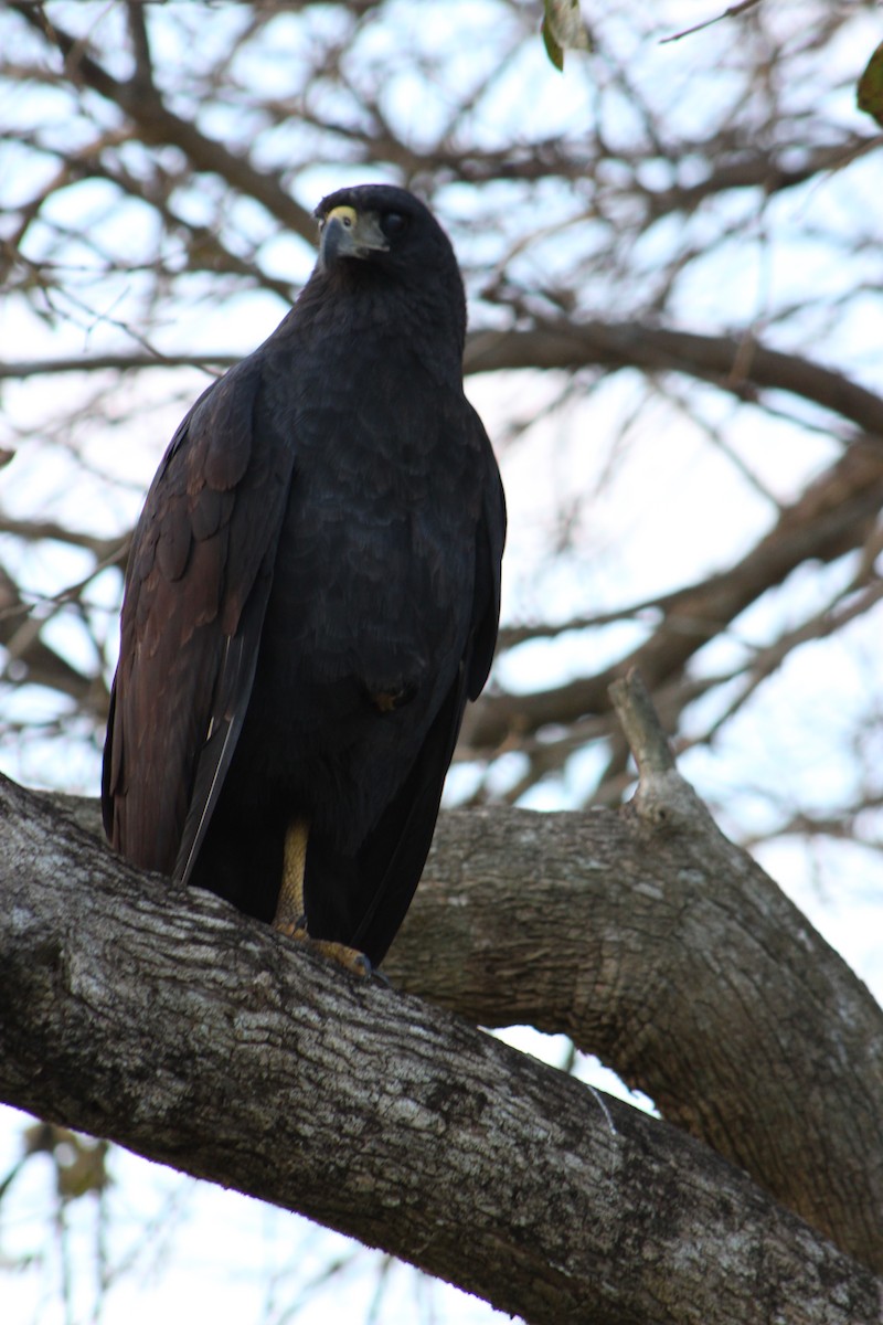 Great Black Hawk - ML66637011