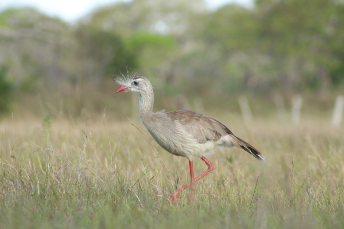 Red-legged Seriema - ML66637701