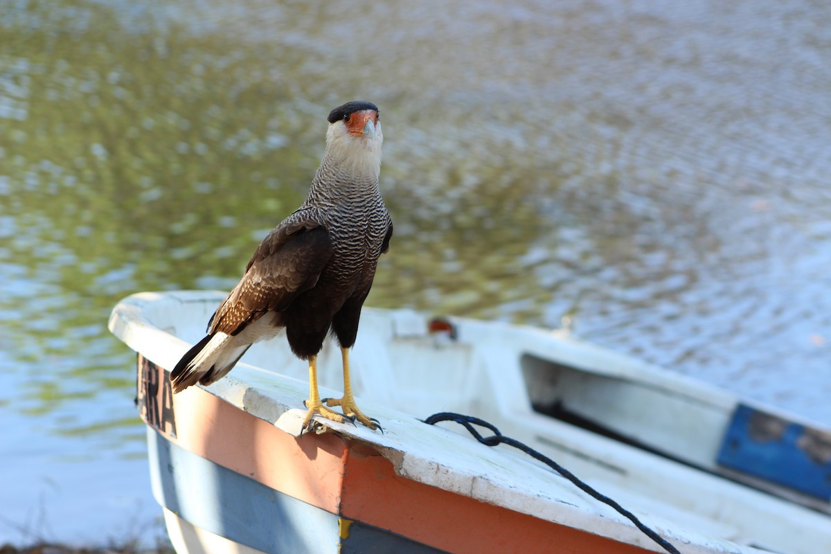 Crested Caracara (Southern) - ML66637881