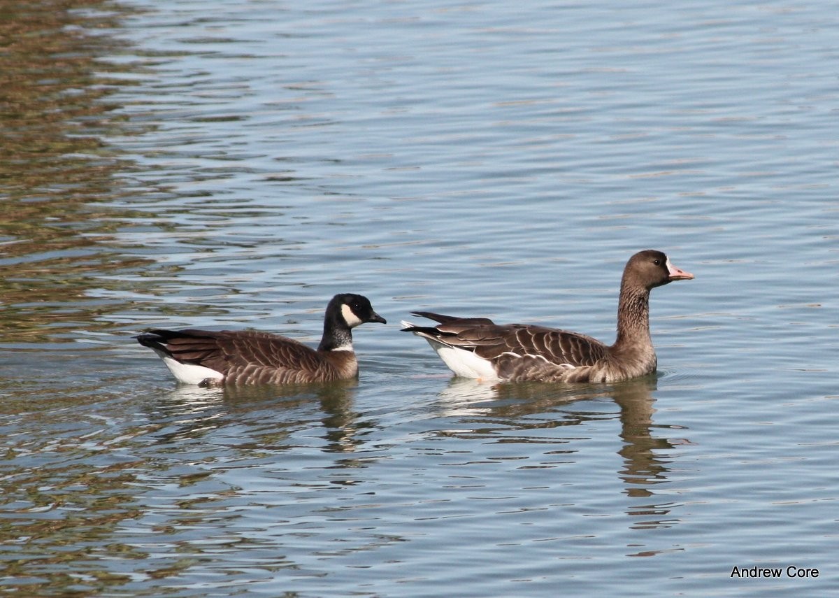 Cackling Goose - ML66637991