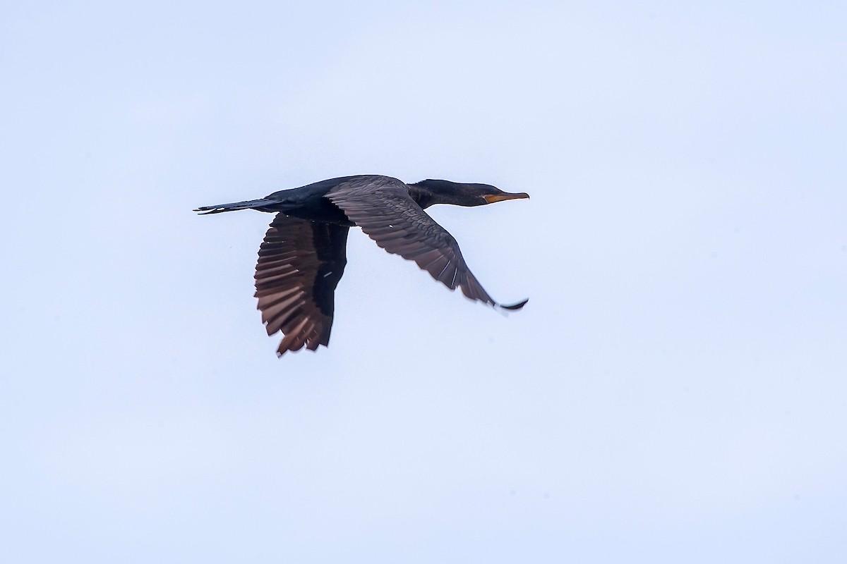 Neotropic Cormorant - ML66638251