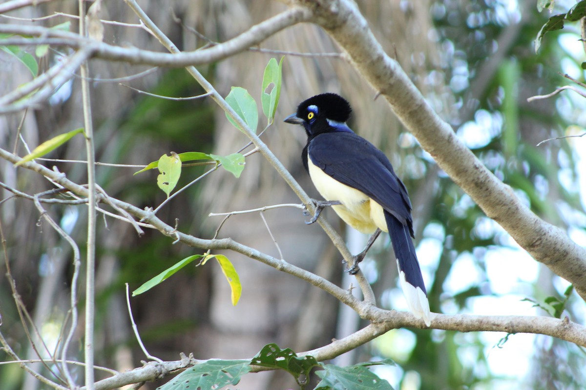 Plush-crested Jay - ML66638541