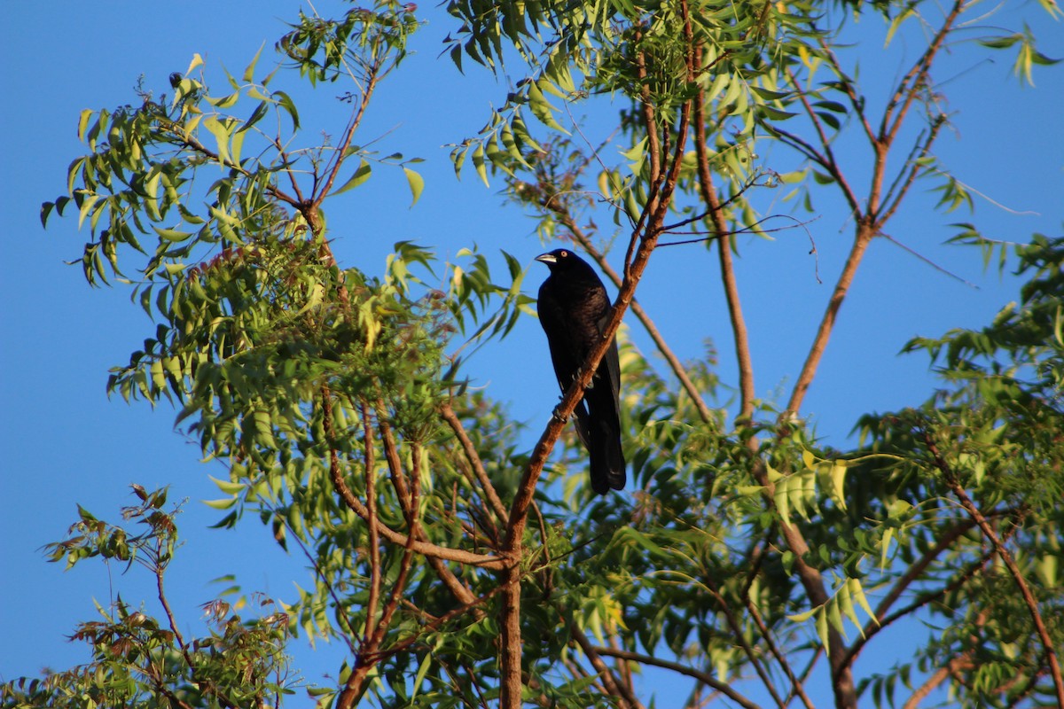 Giant Cowbird - ML66638841