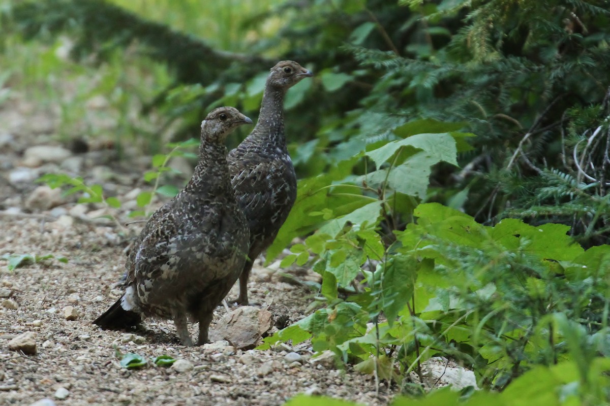 Dusky Grouse - ML66638851