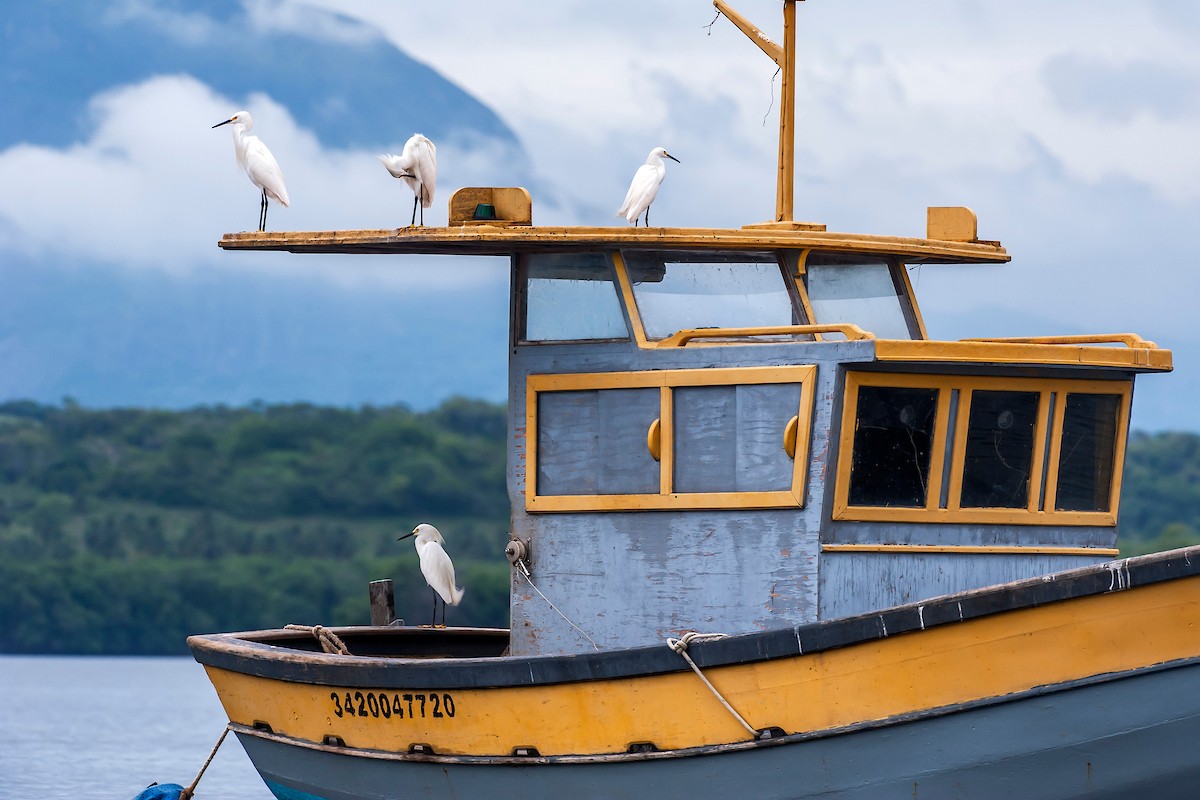 Snowy Egret - ML66638911