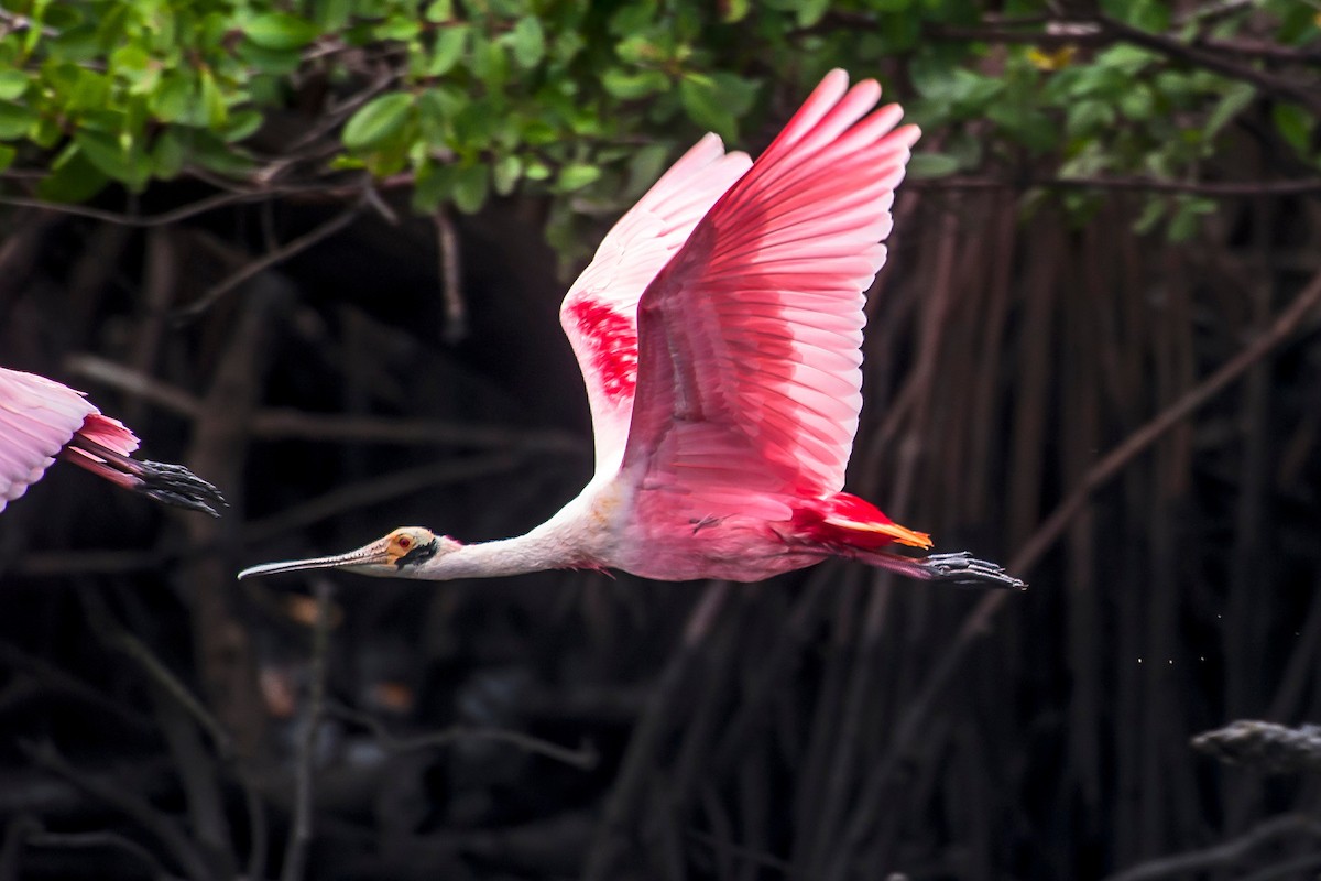 Roseate Spoonbill - ML66639211