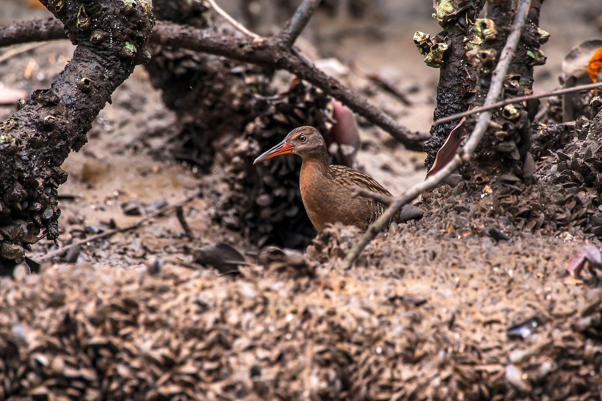 Mangrove Rail - ML66639501