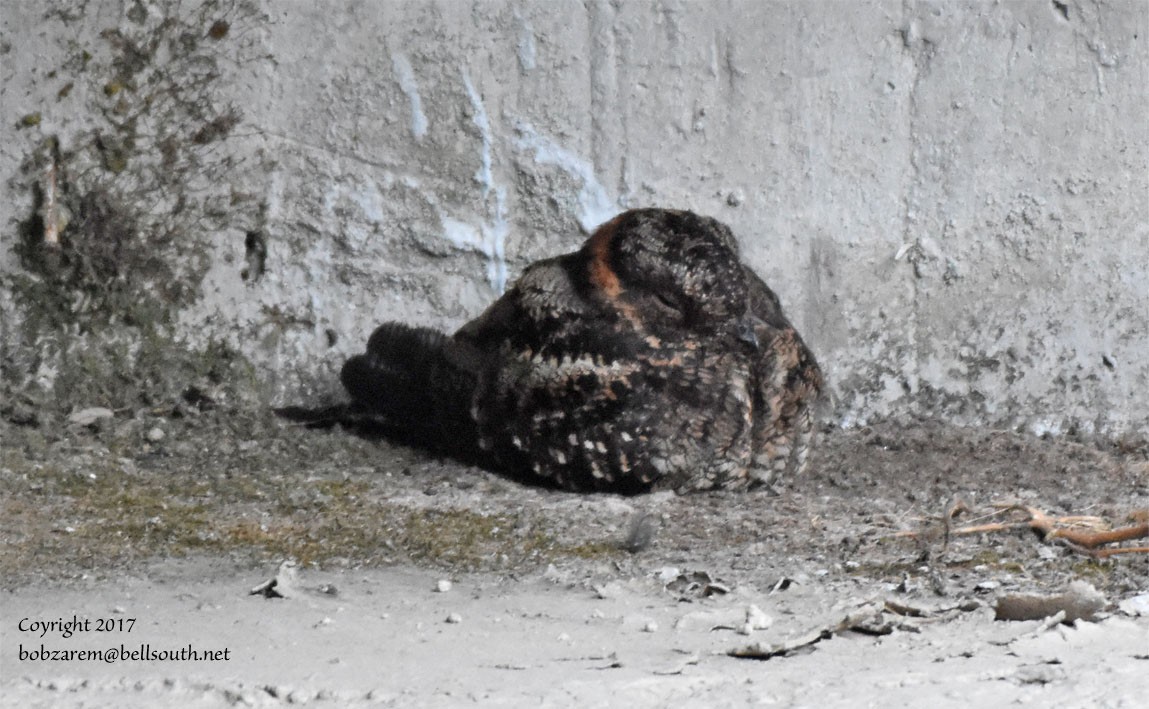 Lyre-tailed Nightjar - Bob Zaremba