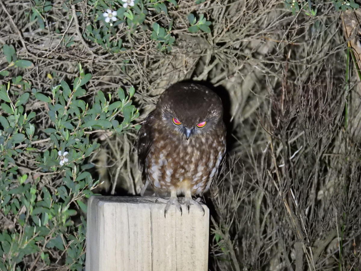 eBird Checklist - 8 Oct 2026 - Cape Liptrap Lighthouse - 1 species