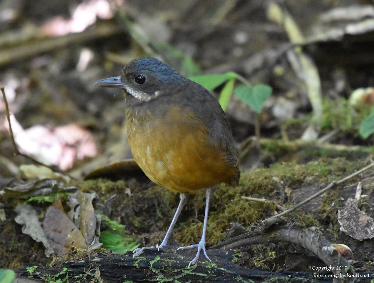Moustached Antpitta - ML66641181