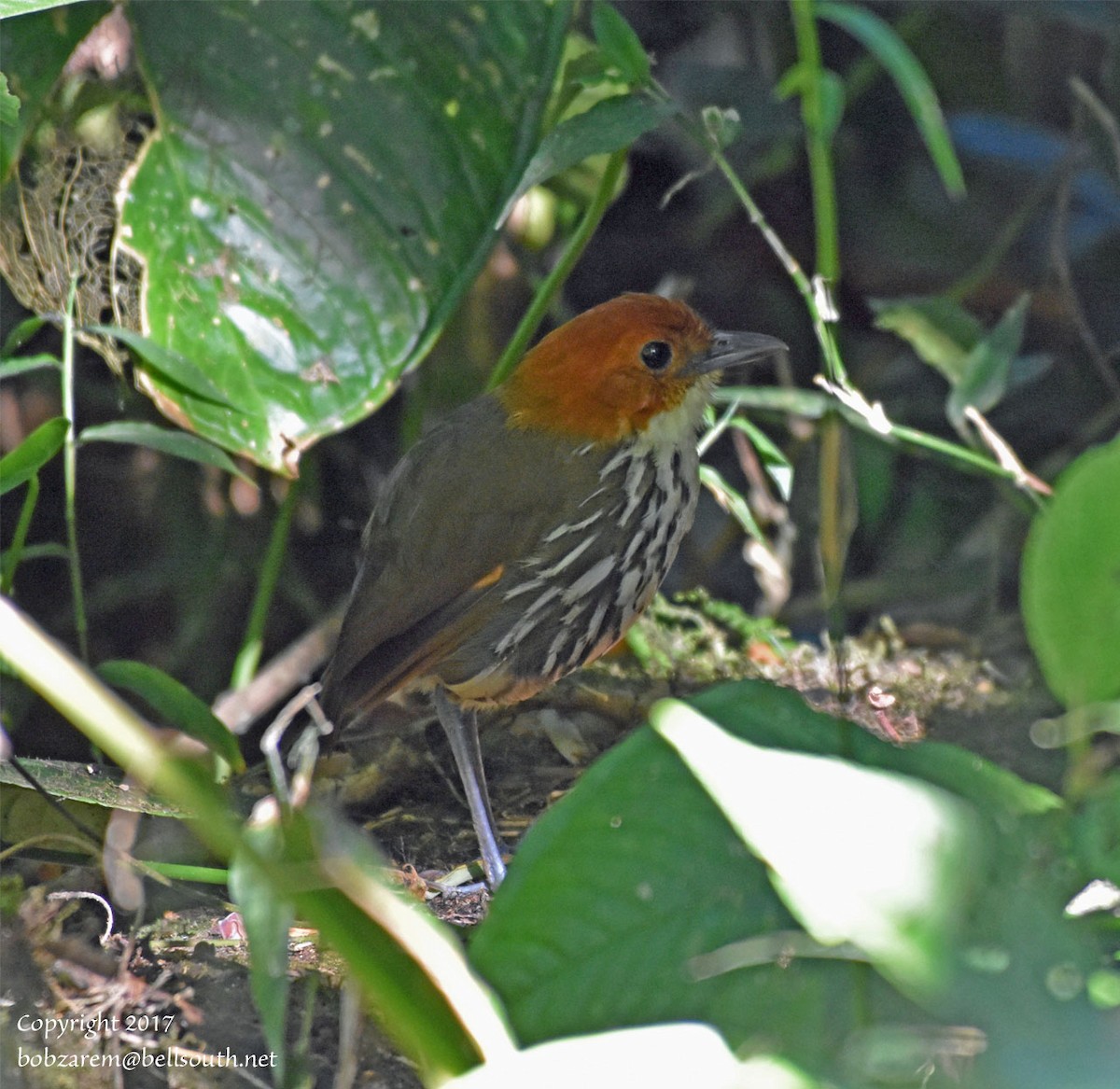 Chestnut-crowned Antpitta - ML66641211