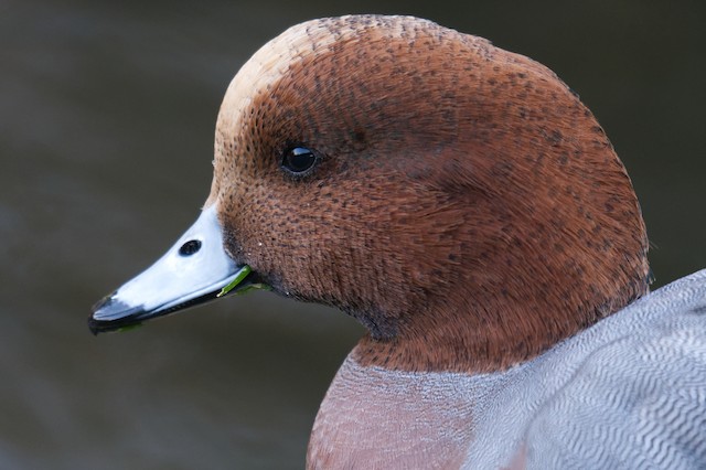 Suède