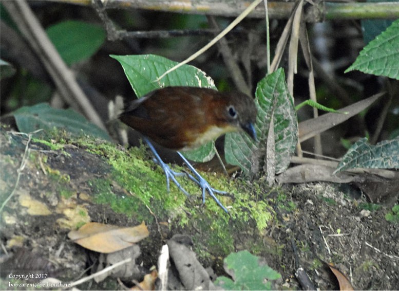 Yellow-breasted Antpitta - Bob Zaremba