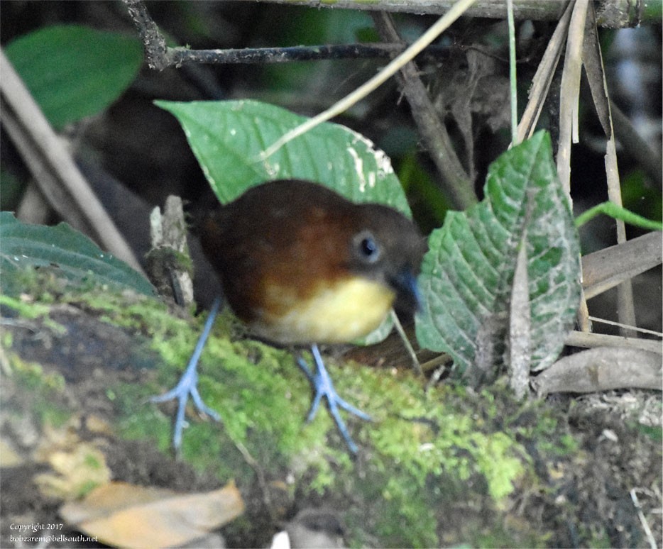 Yellow-breasted Antpitta - ML66641321