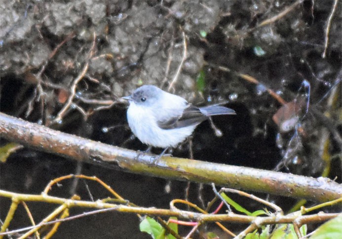 Torrent Tyrannulet - ML66641381