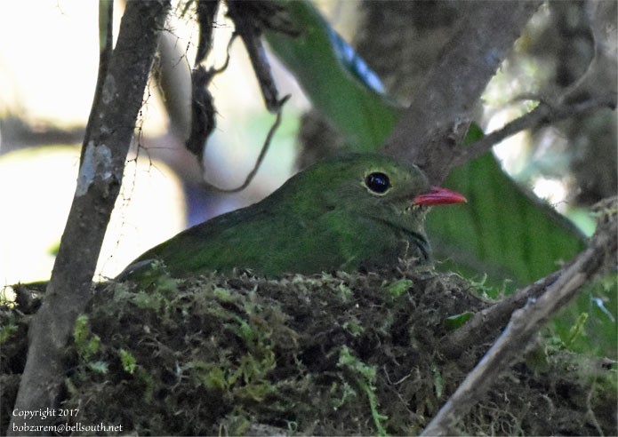 Green-and-black Fruiteater - Bob Zaremba