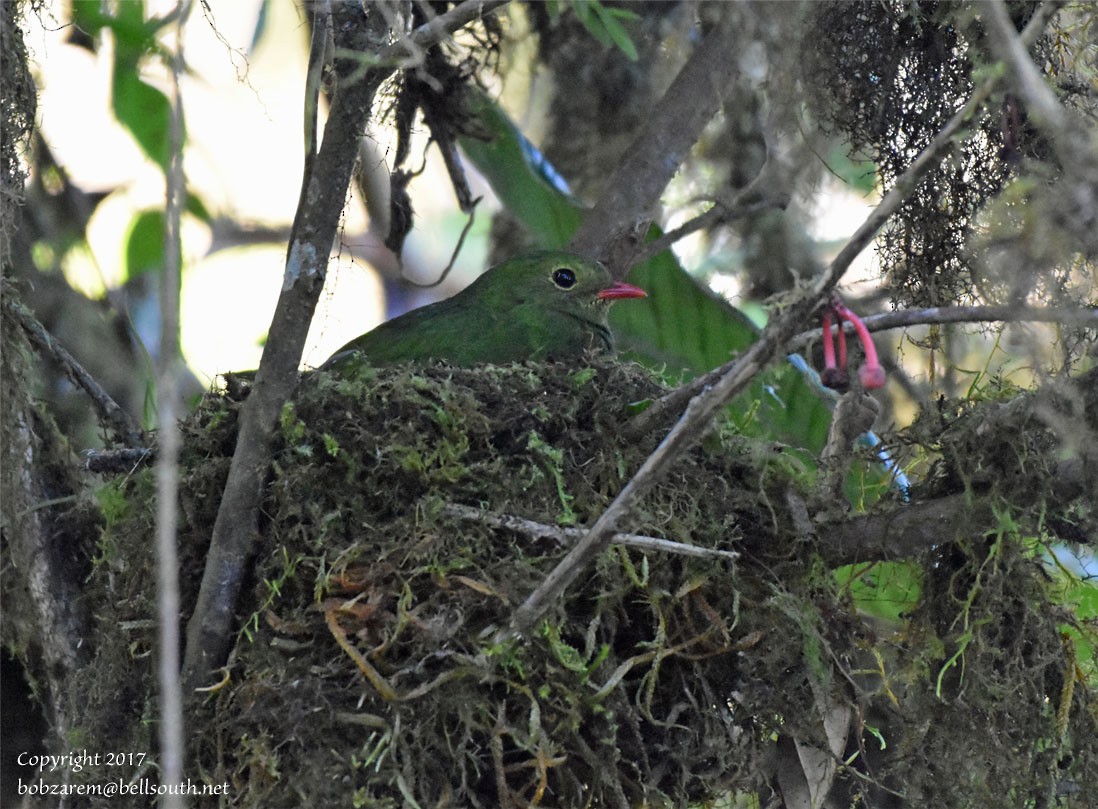 Green-and-black Fruiteater - Bob Zaremba