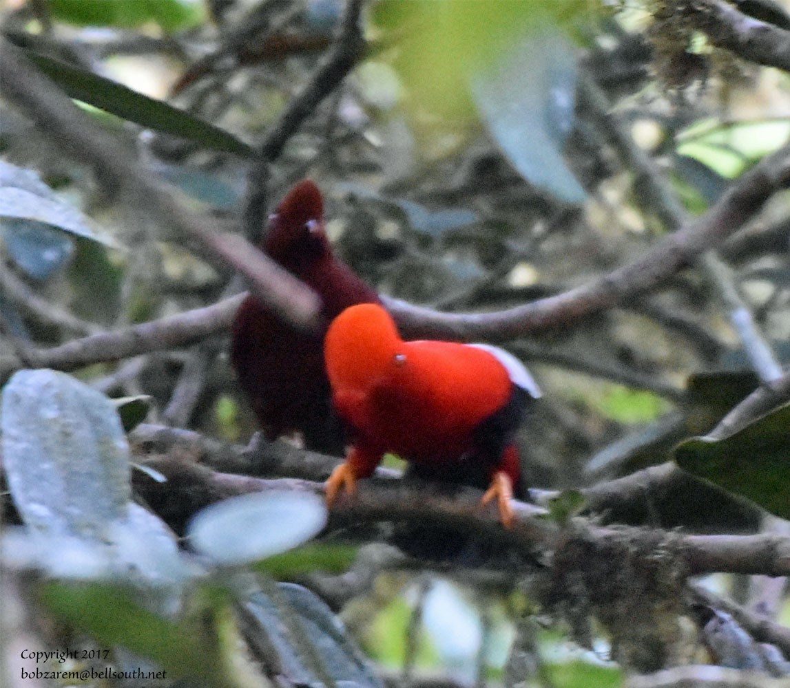 Andean Cock-of-the-rock - Bob Zaremba