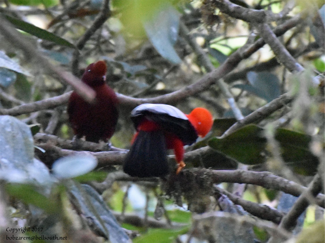 Andean Cock-of-the-rock - ML66641531