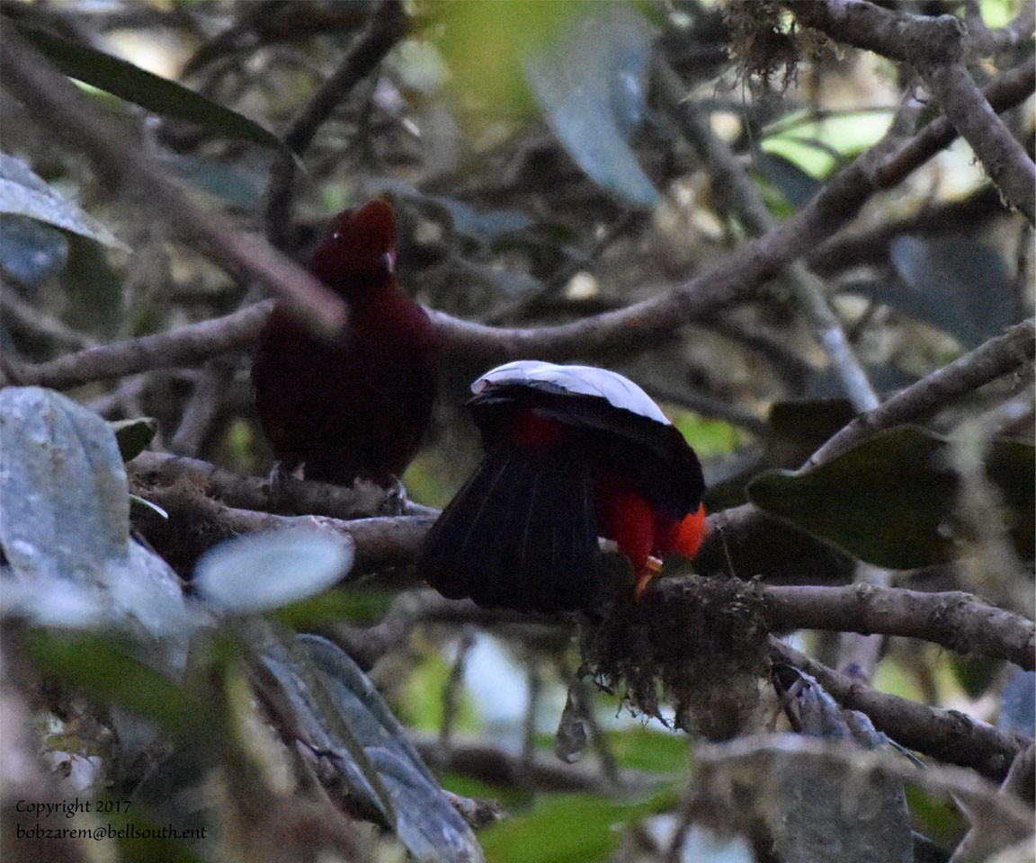 Andean Cock-of-the-rock - ML66641541