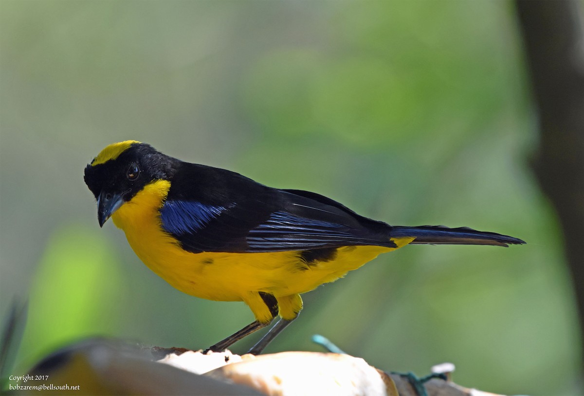 Blue-winged Mountain Tanager - Bob Zaremba