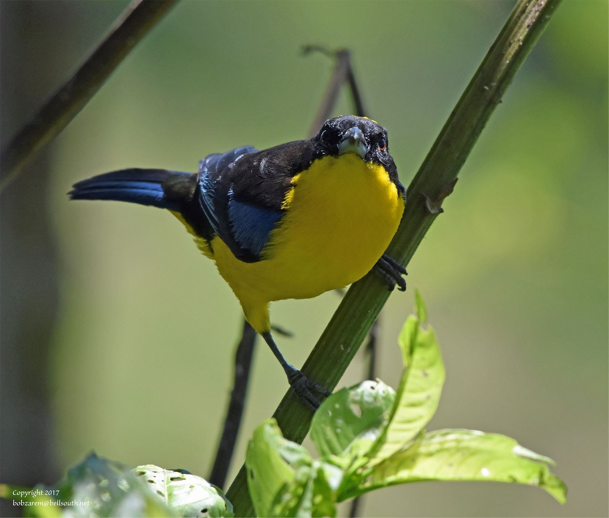 Blue-winged Mountain Tanager - Bob Zaremba