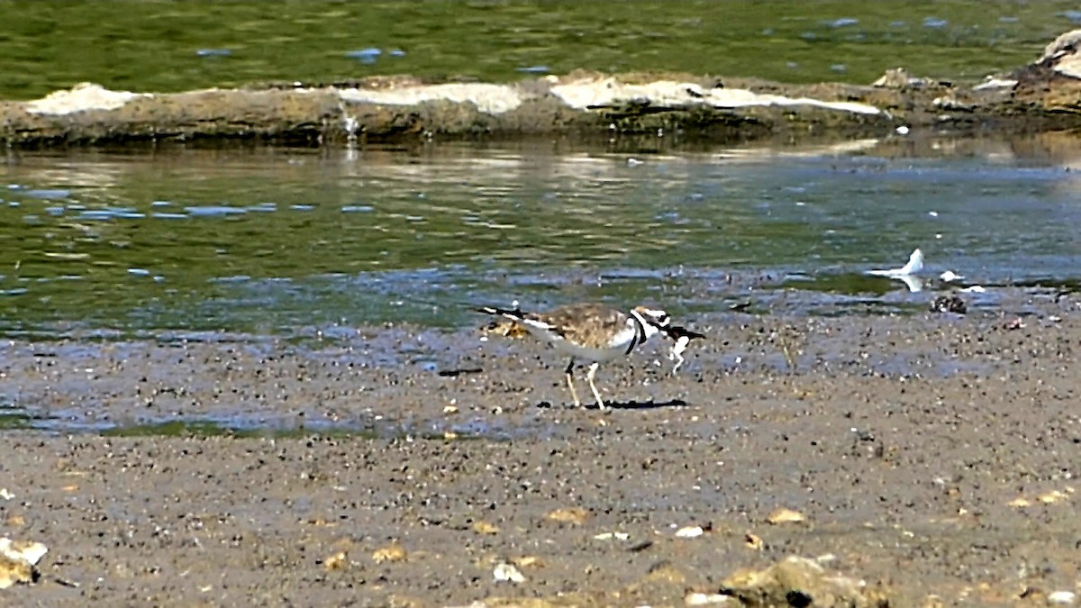eBird Checklist - 7 Oct 2026 - Eagle Watch Nature Trail (Flint Creek ...
