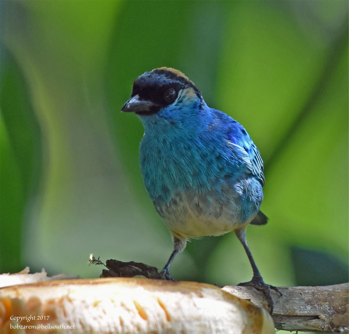 Golden-naped Tanager - Bob Zaremba