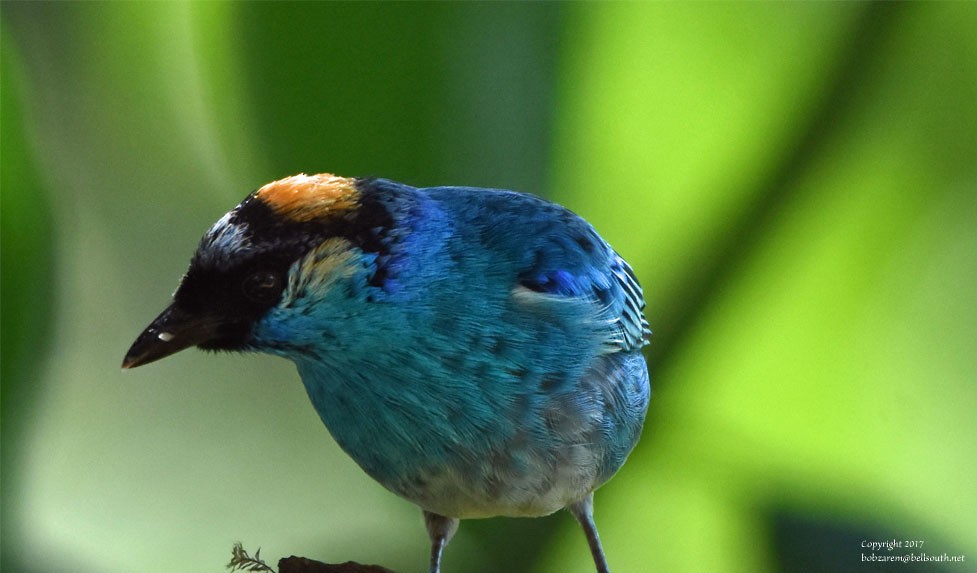 Golden-naped Tanager - Bob Zaremba