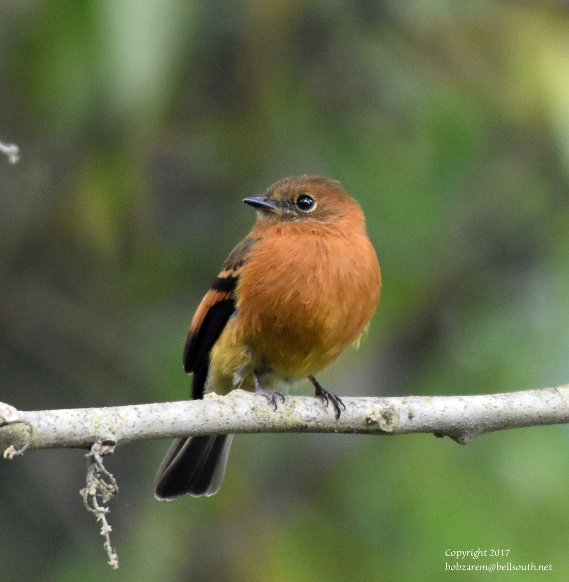 Cinnamon Flycatcher - ML66641951