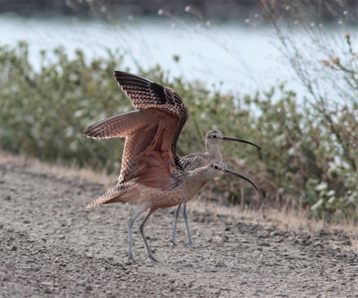 Long-billed Curlew - Kim Nelson