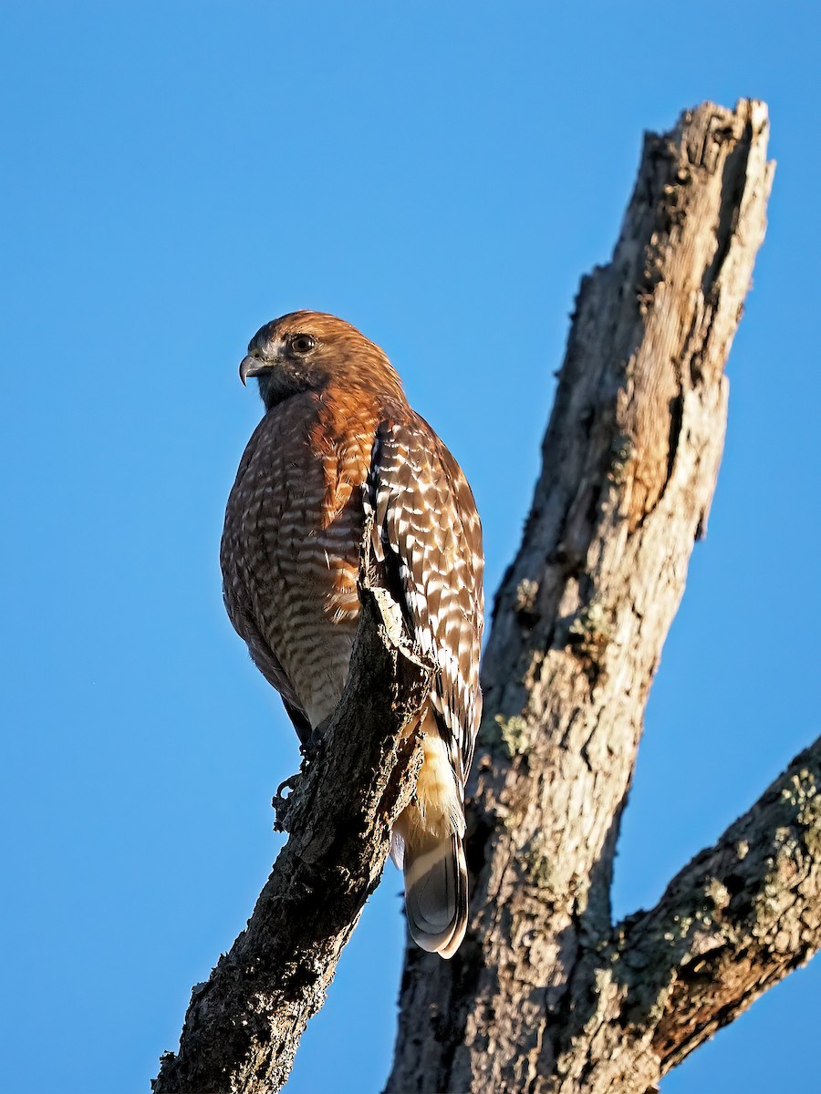 eBird Checklist - 8 Oct 2026 - Audubon Trails Nature Center - 19 species