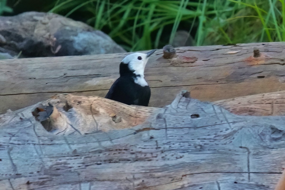 eBird Checklist - 6 Oct 2026 - Kings Canyon NP - General Grant Tree ...