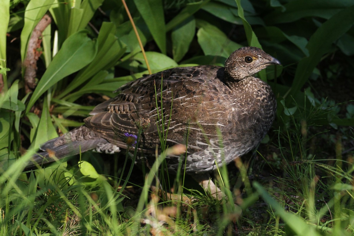 Dusky Grouse - ML66644021