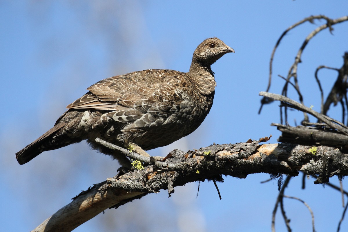 Dusky Grouse - ML66644041