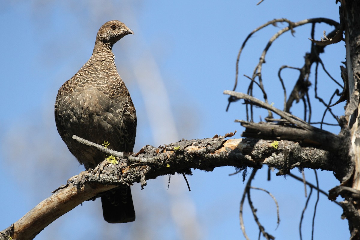 Dusky Grouse - ML66644121