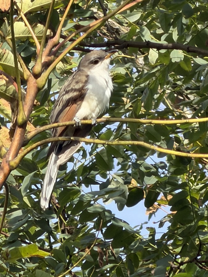 Yellow-billed Cuckoo - Jacquelyn Parker