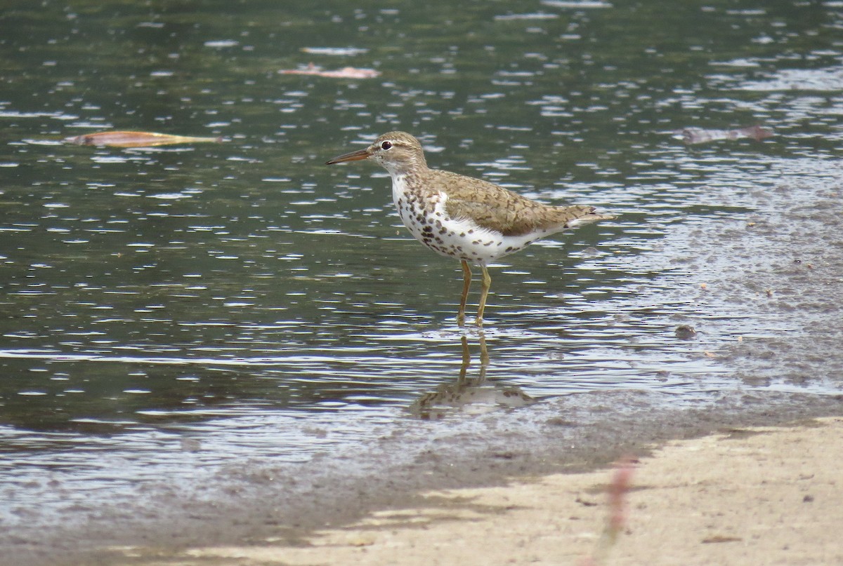 Spotted Sandpiper - Cathy Weiner