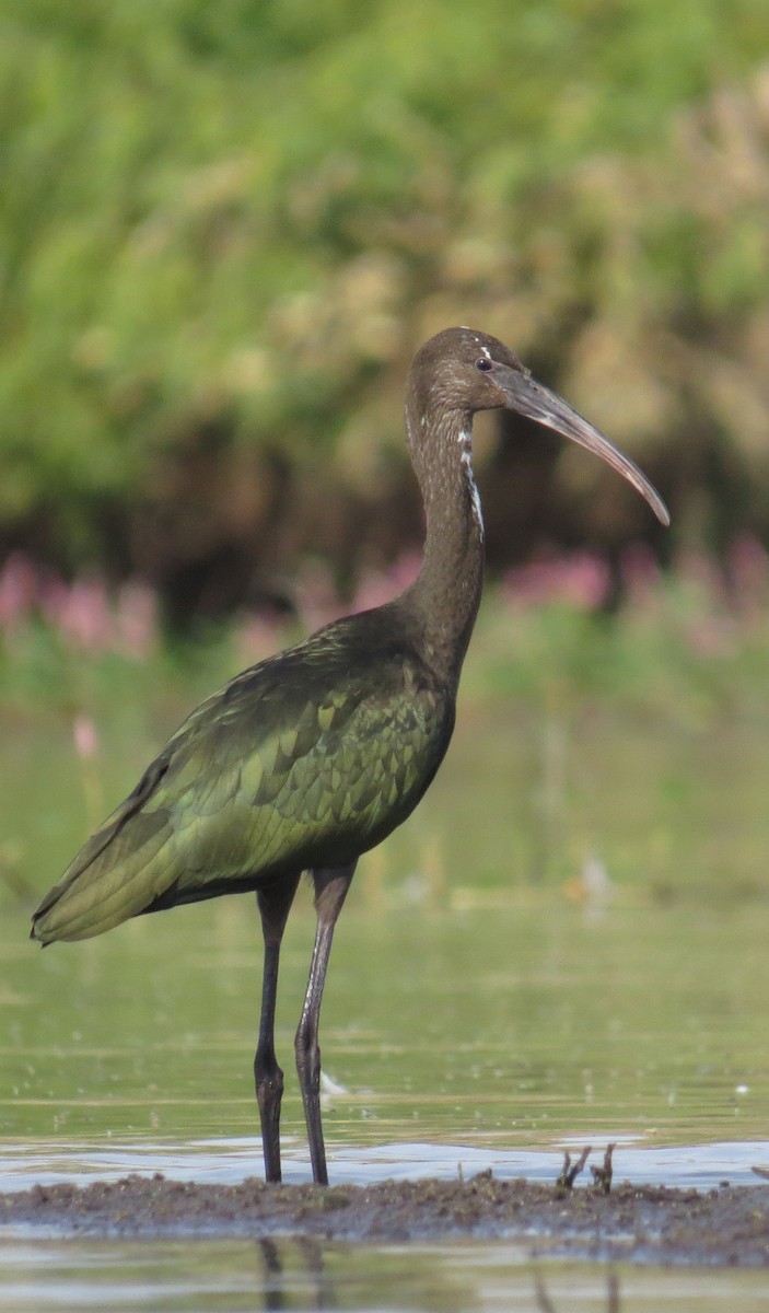 White-faced Ibis - Ian Hearn