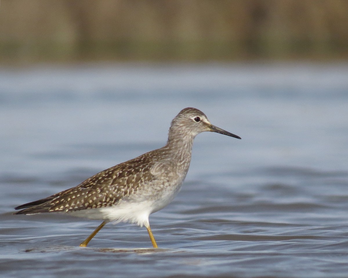 Lesser Yellowlegs - ML66650441