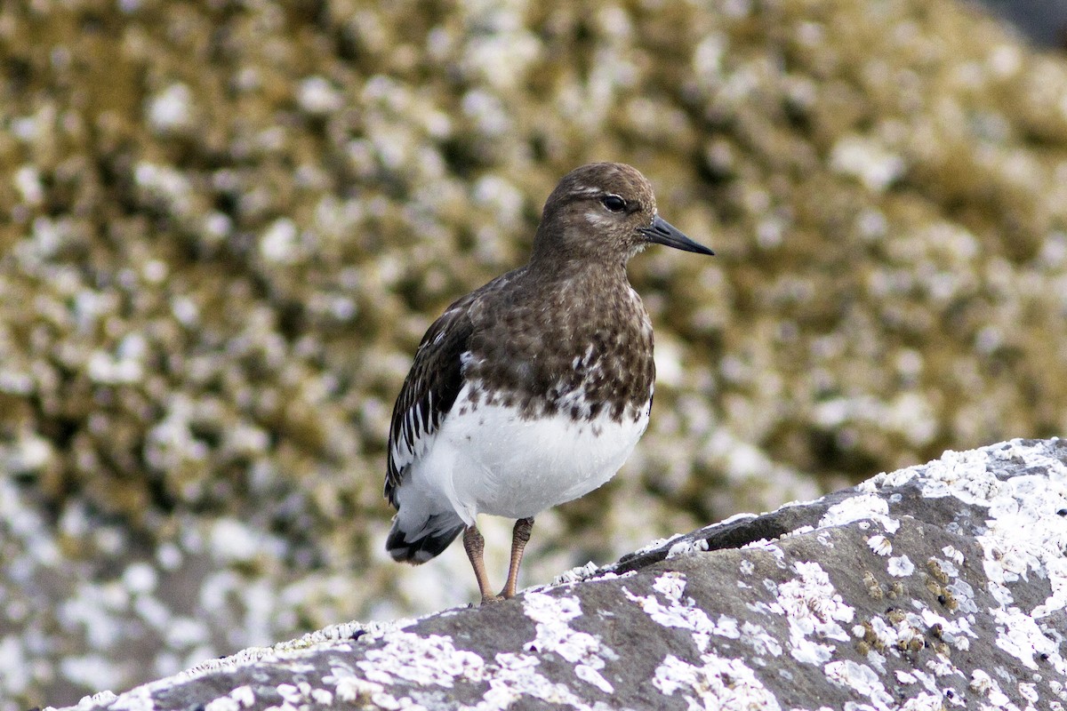 Black Turnstone - ML66650851