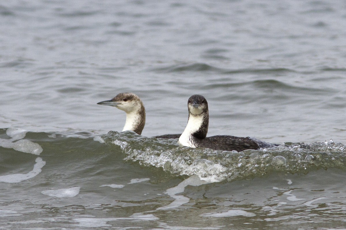 Pacific Loon - ML66650901